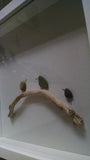 Pebble Art - Birds on a Branch. These sweet little pebble birds look so cute perched upon their branch